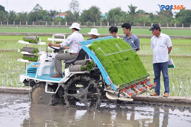 Máy cấy tại ruộng